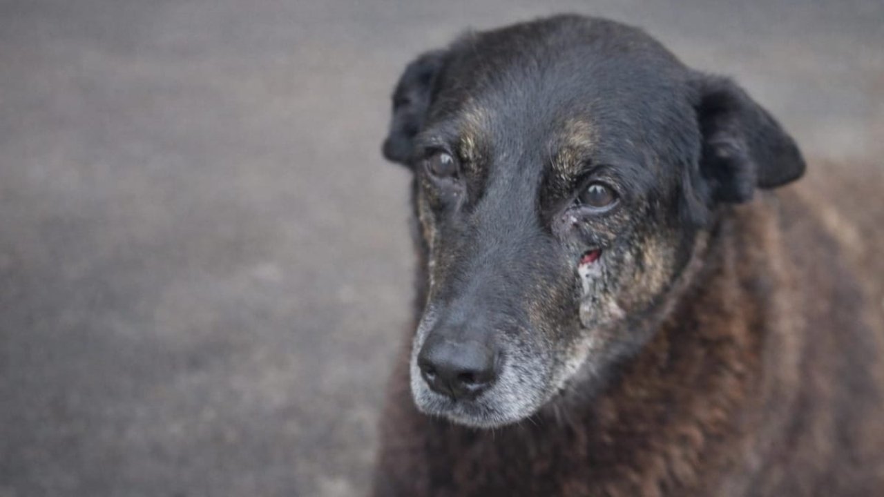 Cão Orelha e a Lei Orelha
